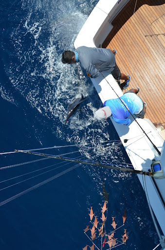 Dredge fishing for marlin