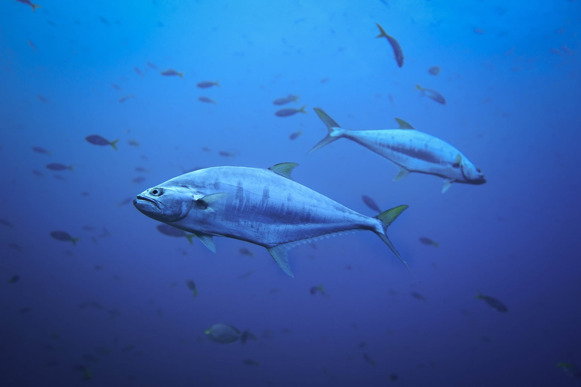 Tuna and other saltwater fish below the sea